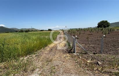 C.B. ROUTE | DİKİLİ İSMETPAŞA’DA YOLA CEPHE 4.628 m² SATILIK TARLA