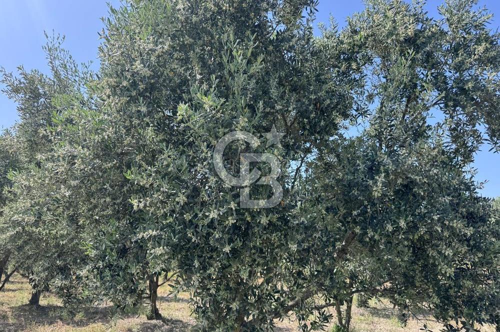 Manisa Saruhanlı Gümülceli'de Satılık Tarla