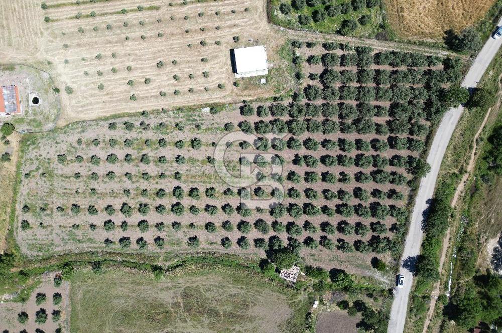 YENİBAĞARASI’NDA ASFALT YOLA CEPHELİ İMARA 500 M. SATILIK TARLA