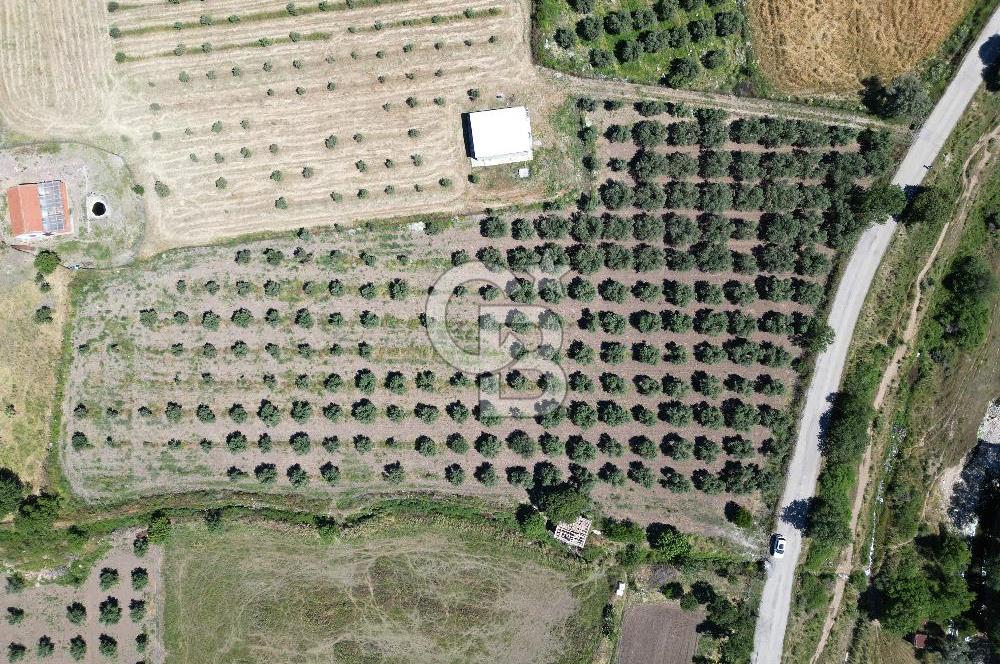 YENİBAĞARASI’NDA ASFALT YOLA CEPHELİ İMARA 500 M. SATILIK TARLA