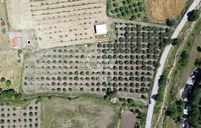 YENİBAĞARASI’NDA ASFALT YOLA CEPHELİ İMARA 500 M. SATILIK TARLA
