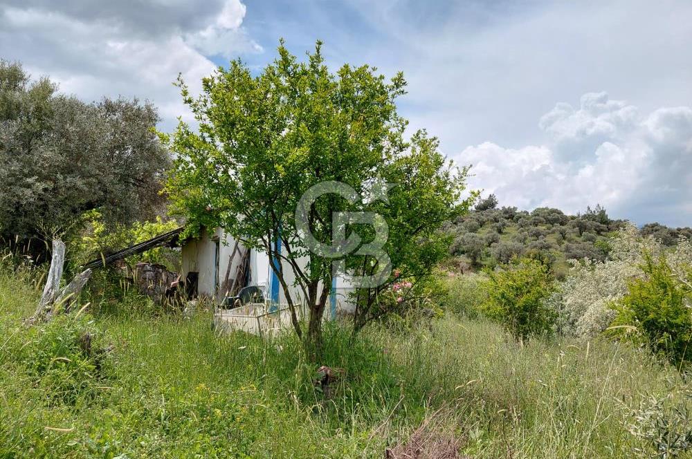 Kemalpaşa yukarıkızılca'da ev'li bağ bahçe