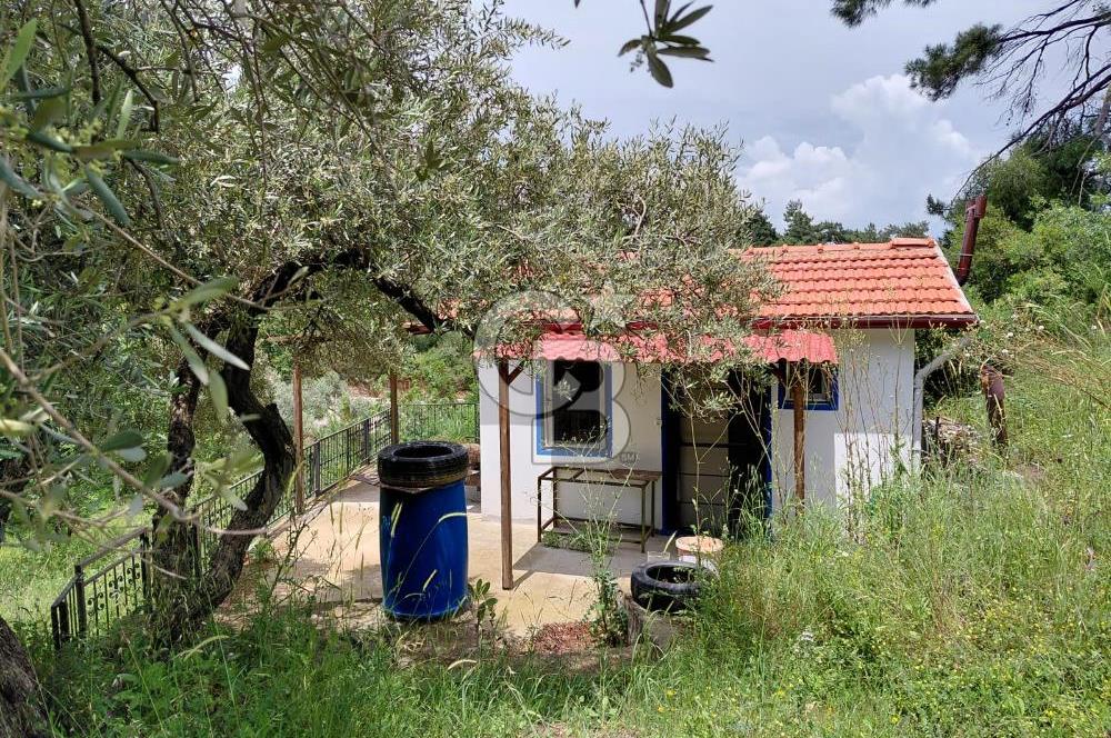 Kemalpaşa yukarıkızılca'da ev'li bağ bahçe