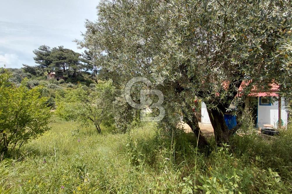Kemalpaşa yukarıkızılca'da ev'li bağ bahçe