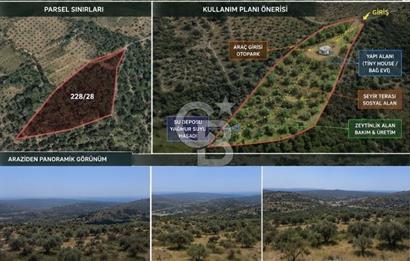 Seferihisar Beylerde Bağ Evine Uygun Güney Cepheli Zeytinlik