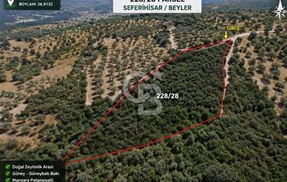 Seferihisar Beylerde Bağ Evine Uygun Güney Cepheli Zeytinlik