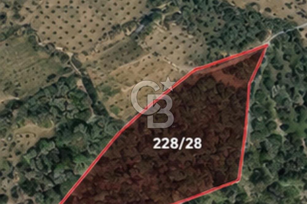 Seferihisar Beylerde Bağ Evine Uygun Güney Cepheli Zeytinlik