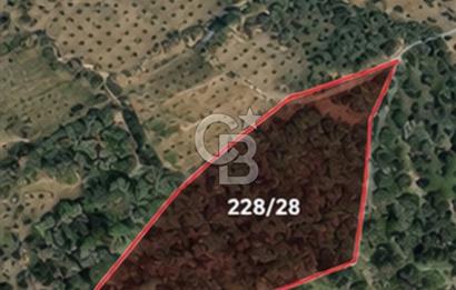 Seferihisar Beylerde Bağ Evine Uygun Güney Cepheli Zeytinlik