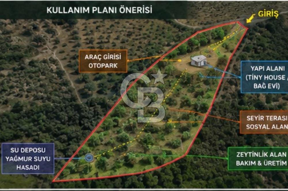 Seferihisar Beylerde Bağ Evine Uygun Güney Cepheli Zeytinlik