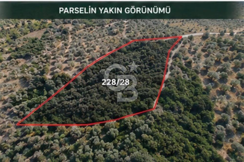 Seferihisar Beylerde Bağ Evine Uygun Güney Cepheli Zeytinlik