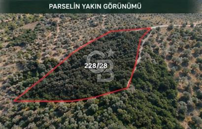 Seferihisar Beylerde Bağ Evine Uygun Güney Cepheli Zeytinlik