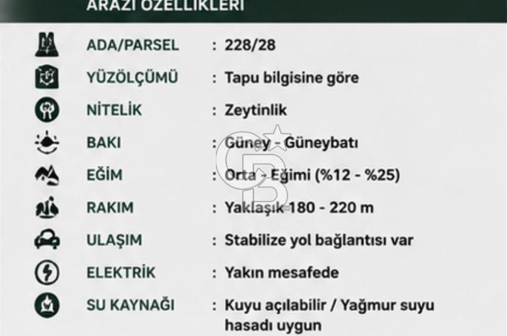 Seferihisar Beylerde Bağ Evine Uygun Güney Cepheli Zeytinlik