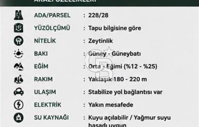 Seferihisar Beylerde Bağ Evine Uygun Güney Cepheli Zeytinlik
