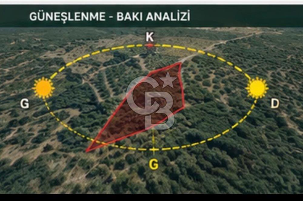 Seferihisar Beylerde Bağ Evine Uygun Güney Cepheli Zeytinlik
