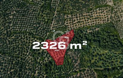 Gemlik Gençali'de Togg Fabrikası'na 1.5 KM Mesafede Yatırımlık Tarla