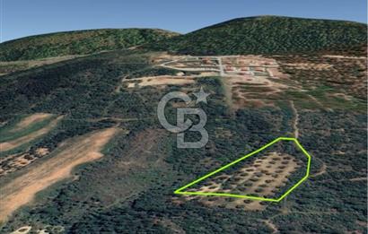AYVALIK TIFILLAR'DA İMARA SIFIR KONUMDA SATILIK 9.760 m² TARLA