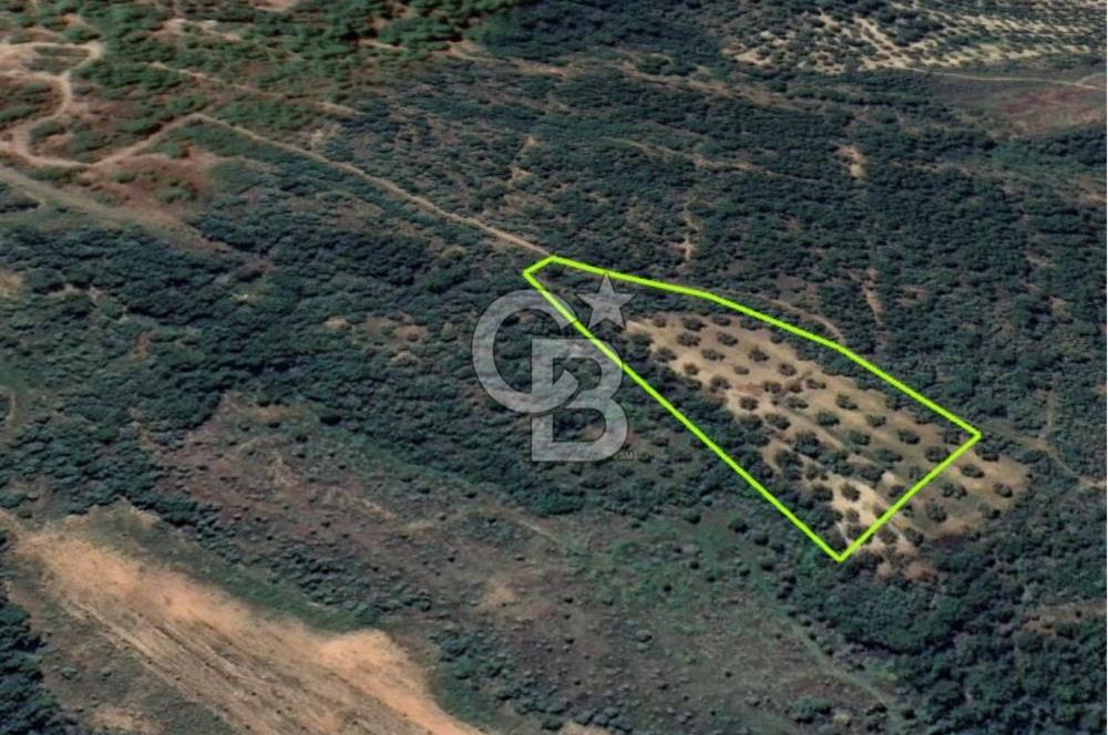 AYVALIK TIFILLAR'DA İMARA SIFIR KONUMDA SATILIK 9.760 m² TARLA