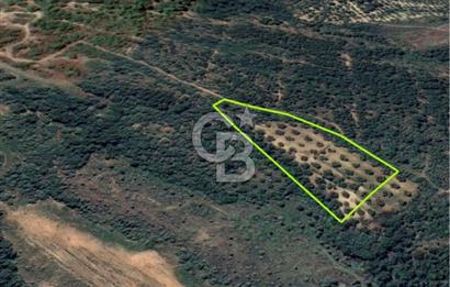 AYVALIK TIFILLAR'DA İMARA SIFIR KONUMDA SATILIK 9.760 m² TARLA