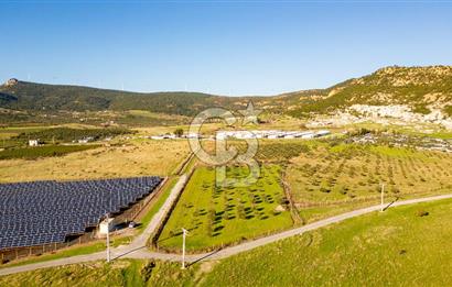 Foça Kocamehmetler’de Tek Tapu Satılık 6.484 m² Tarla 