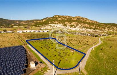 Foça Kocamehmetler’de Tek Tapu Satılık 6.484 m² Tarla 