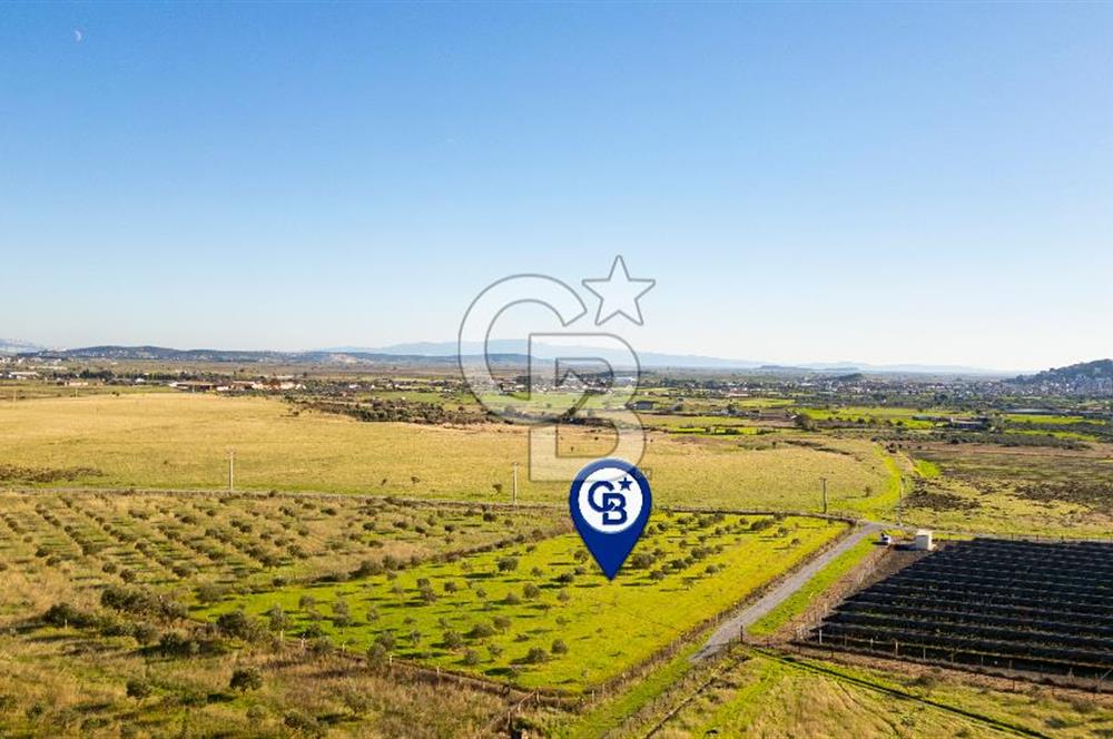 Foça Kocamehmetler’de Tek Tapu Satılık 6.484 m² Tarla 