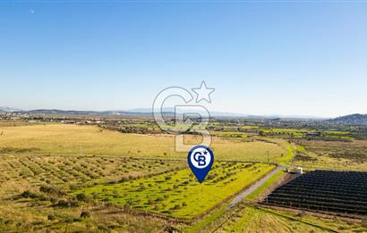 Foça Kocamehmetler’de Tek Tapu Satılık 6.484 m² Tarla 