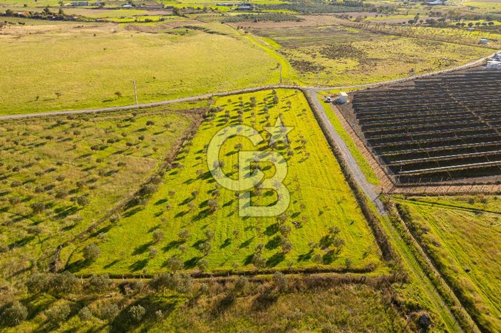 Foça Kocamehmetler’de Tek Tapu Satılık 6.484 m² Tarla 