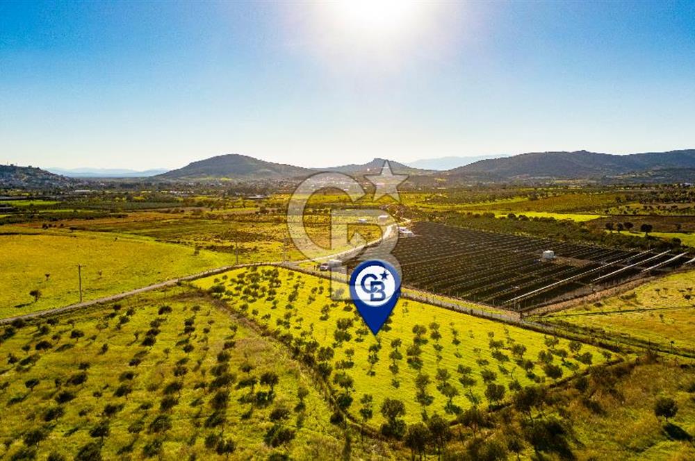 Foça Kocamehmetler’de Tek Tapu Satılık 6.484 m² Tarla 