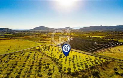 Foça Kocamehmetler’de Tek Tapu Satılık 6.484 m² Tarla 