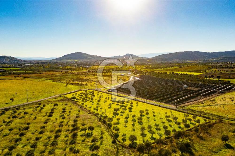 Foça Kocamehmetler’de Tek Tapu Satılık 6.484 m² Tarla 