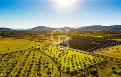Foça Kocamehmetler’de Tek Tapu Satılık 6.484 m² Tarla 