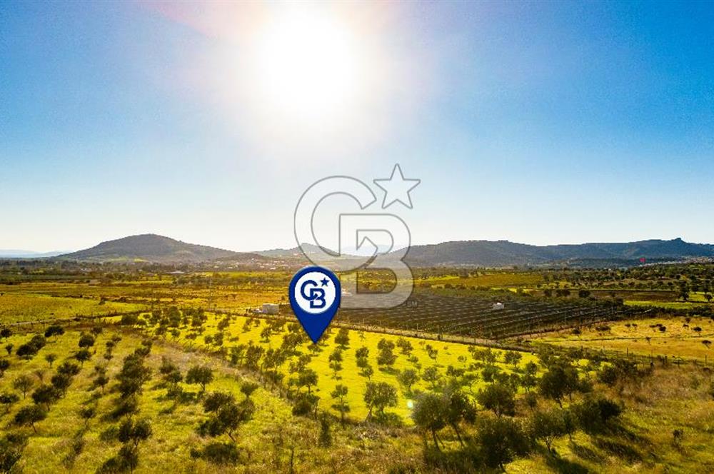 Foça Kocamehmetler’de Tek Tapu Satılık 6.484 m² Tarla 
