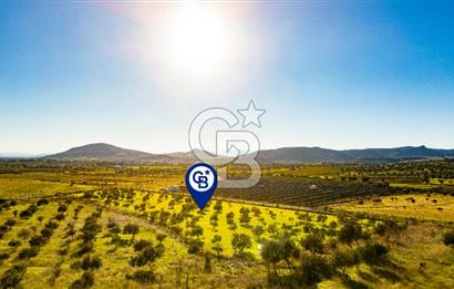 Foça Kocamehmetler’de Tek Tapu Satılık 6.484 m² Tarla 