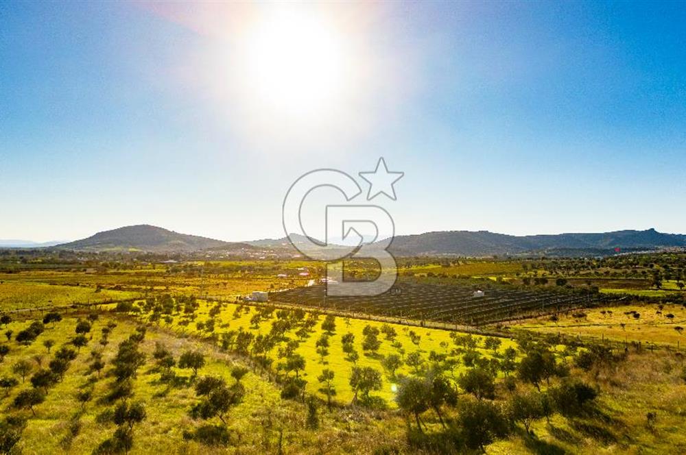 Foça Kocamehmetler’de Tek Tapu Satılık 6.484 m² Tarla 
