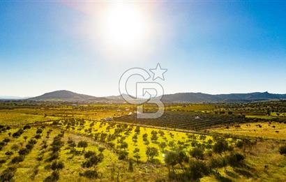 Foça Kocamehmetler’de Tek Tapu Satılık 6.484 m² Tarla 