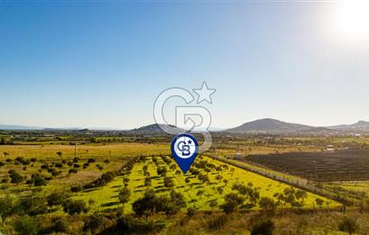 Foça Kocamehmetler’de Tek Tapu Satılık 6.484 m² Tarla 
