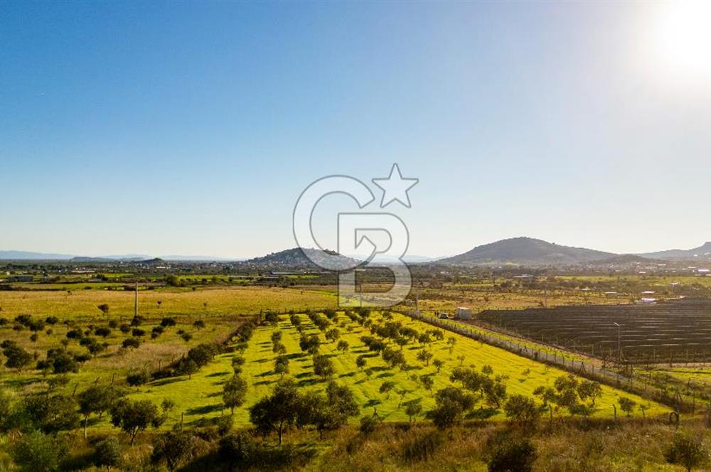 Foça Kocamehmetler’de Tek Tapu Satılık 6.484 m² Tarla 