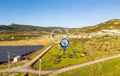 Foça Kocamehmetler’de Tek Tapu Satılık 6.484 m² Tarla 