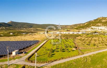 Foça Kocamehmetler’de Tek Tapu Satılık 6.484 m² Tarla 