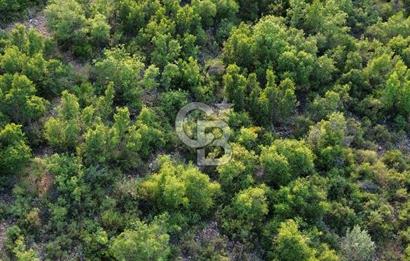 CB GİZ'DEN KAŞ SAHİL KILINÇLIDA SATILIK ARSA