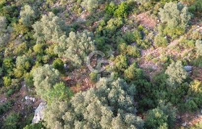 CB GİZ'DEN KAŞ SAHİL KILINÇLIDA SATILIK ARSA