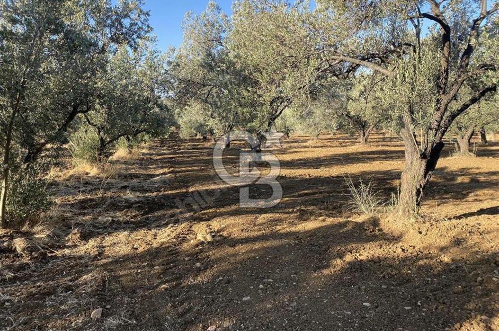 GÖMEÇ DURSUNLU'DA DEĞERLİ KONUMDA SATILIK ZEYTİNLİK 3.247 m²