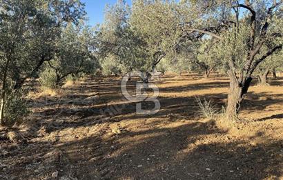 GÖMEÇ DURSUNLU'DA DEĞERLİ KONUMDA SATILIK ZEYTİNLİK 3.247 m²