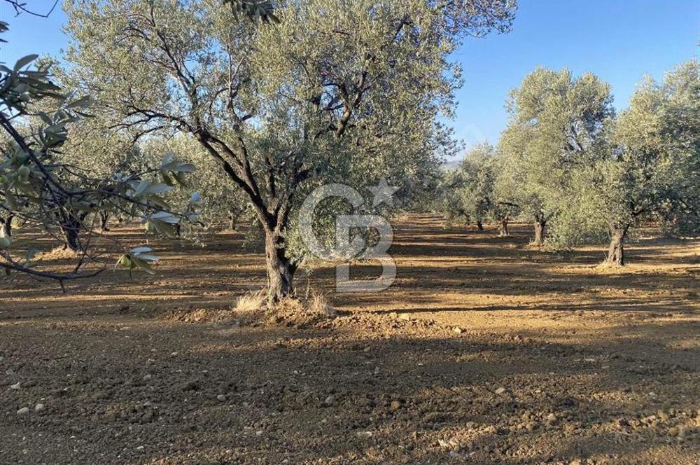GÖMEÇ DURSUNLU'DA DEĞERLİ KONUMDA SATILIK ZEYTİNLİK 3.247 m²