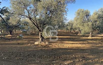 GÖMEÇ DURSUNLU'DA DEĞERLİ KONUMDA SATILIK ZEYTİNLİK 3.247 m²