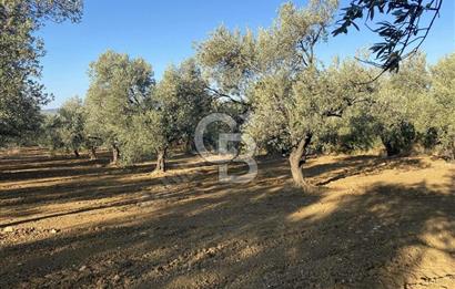 GÖMEÇ DURSUNLU'DA DEĞERLİ KONUMDA SATILIK ZEYTİNLİK 3.247 m²