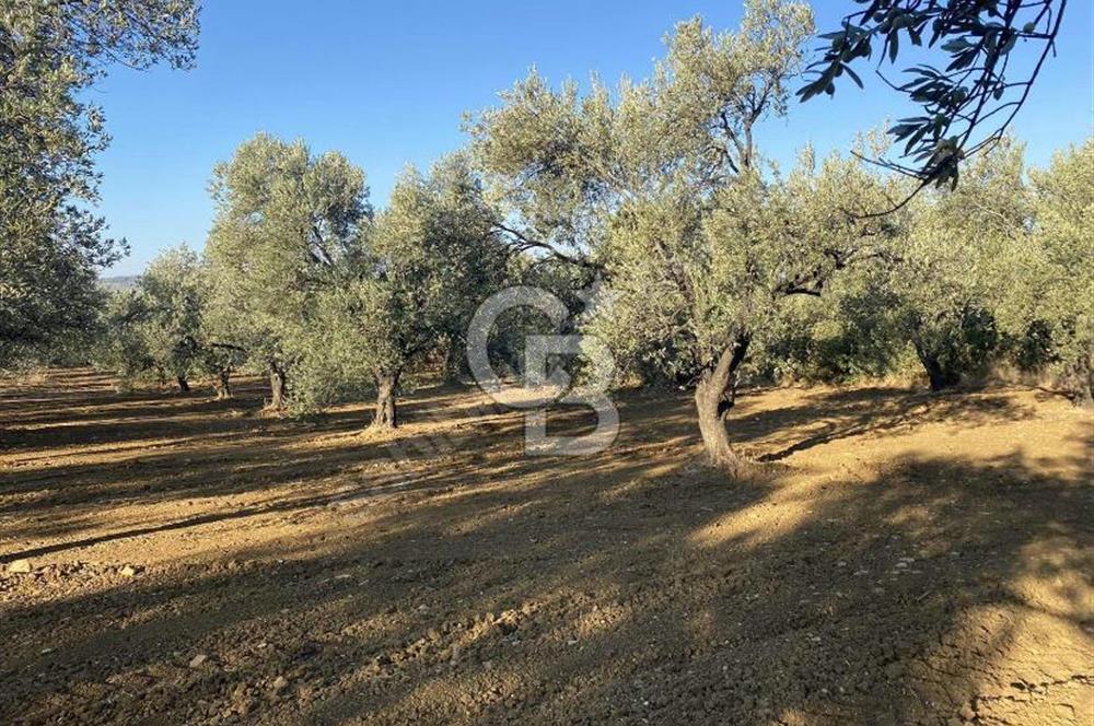 GÖMEÇ DURSUNLU'DA DEĞERLİ KONUMDA SATILIK ZEYTİNLİK 3.247 m²
