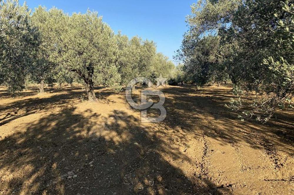 GÖMEÇ DURSUNLU'DA DEĞERLİ KONUMDA SATILIK ZEYTİNLİK 3.247 m²