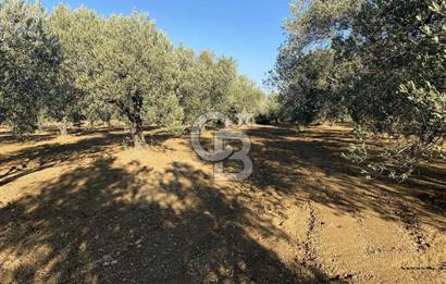 GÖMEÇ DURSUNLU'DA DEĞERLİ KONUMDA SATILIK ZEYTİNLİK 3.247 m²