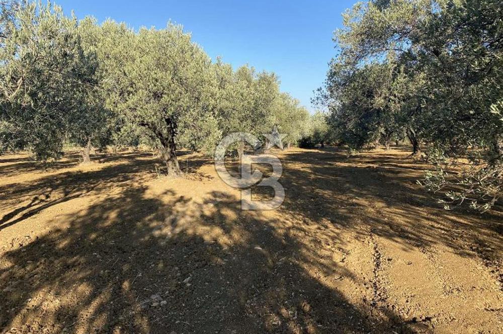 GÖMEÇ DURSUNLU'DA DEĞERLİ KONUMDA SATILIK ZEYTİNLİK 3.247 m²